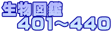 生物図鑑 　401～440